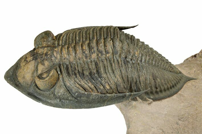 Flying Zlichovaspis Trilobite - Orange Eye Preservation #339540